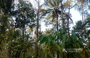 Well Demanded 2.80 acre land @ 40 lakh in Marakkadavu. Wayanad