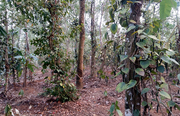 44 cent land in Karingari, Tharuvana @ 75000/cent. Wayanad