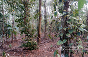 well 44 cent land in Karingari,  Tharuvana @ 75000/cent. Wayanad