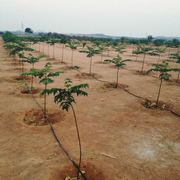 Green Acres Urban Farm land 