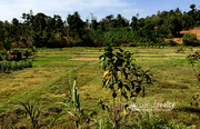 Well 1.15 acre Investment land in Kammana @ 18 lakh. Wayanad
