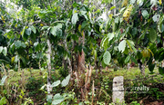 30 cent house plot in Kakkavayal @ 34 lakh. Wayanad