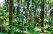 50 cent land in AKG @ 13 lakh. Wayanad