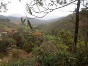 3 Acre land for sale at Wayanad 