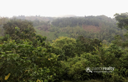 Excellent 2.50 acre resort purpose land near Padinjarathara @ 63 lakh 