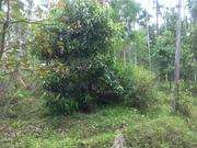 1 acre agricultural land for sale at Wayanad 