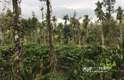 Well maintained 3acre land in palukunnu,  Panamaram @ 90lakh