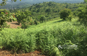 Excellent 41 cent land in Korome @ 14 lakh. Wayanad