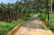 Excellent 5 acre resort purpose land in Kunjome @ 10 lakh/acre.