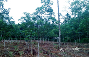 Well demanding 30cent land in Choothupara @ 50000/cent.