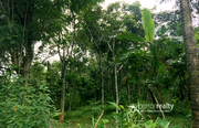 Well 50cent land in Society Kavala@17.50 lakh. Wayanad