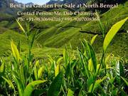 Tea Garden For Sale at North Bengal in Nominal Cost
