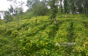 94 cent land for sale in Ambalavayal @ 66 lakh