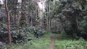 Coffee estate for sale in sakleshpur