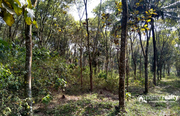 Well maintained 2 acre land for sale near Nadavayal @ 23lakh/acre