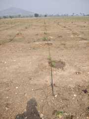 Sandalwood plantation plots for sale at Narkatpally