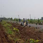  Sandalwood Plantation - Karthika Vanam - Chandragiri,  Andhra Pradesh.