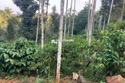 60 cent land for sale in Arivayal near Bathery…..
