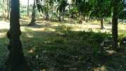 Plot for sale at Benaulim Goa field view area