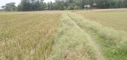 Agriculture Land in Chaklalpur,  Radhamohanpur- 721160