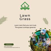 Lawn Grass | Premium Grass Varieties for Lush Green Lawns