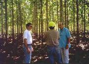 KHAJURAHO, 1210 SQYDS MINI FARM @1.25 LACS IN INSTALMENTS FOR 3 YEARS